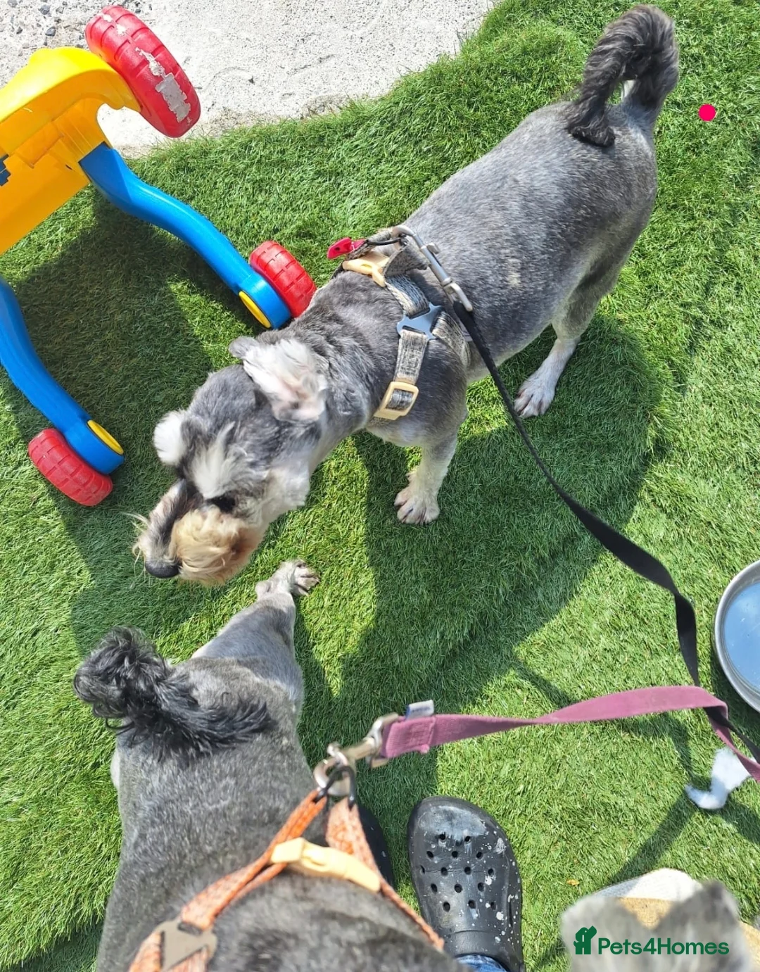 Miniature Schnauzer dogs for sale:  Miniature Schnauzer - Advert 4