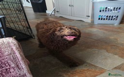 Newfypoo dogs for sale: LAST REMAINING🐾 Beautiful Newfypoo Puppies 🐾 in Doncaster - Image 6
