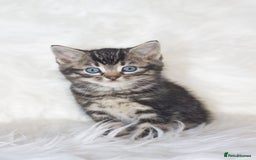 Mixed Breed cats for sale: 5 Happy Playful Kittens  - Advert 19