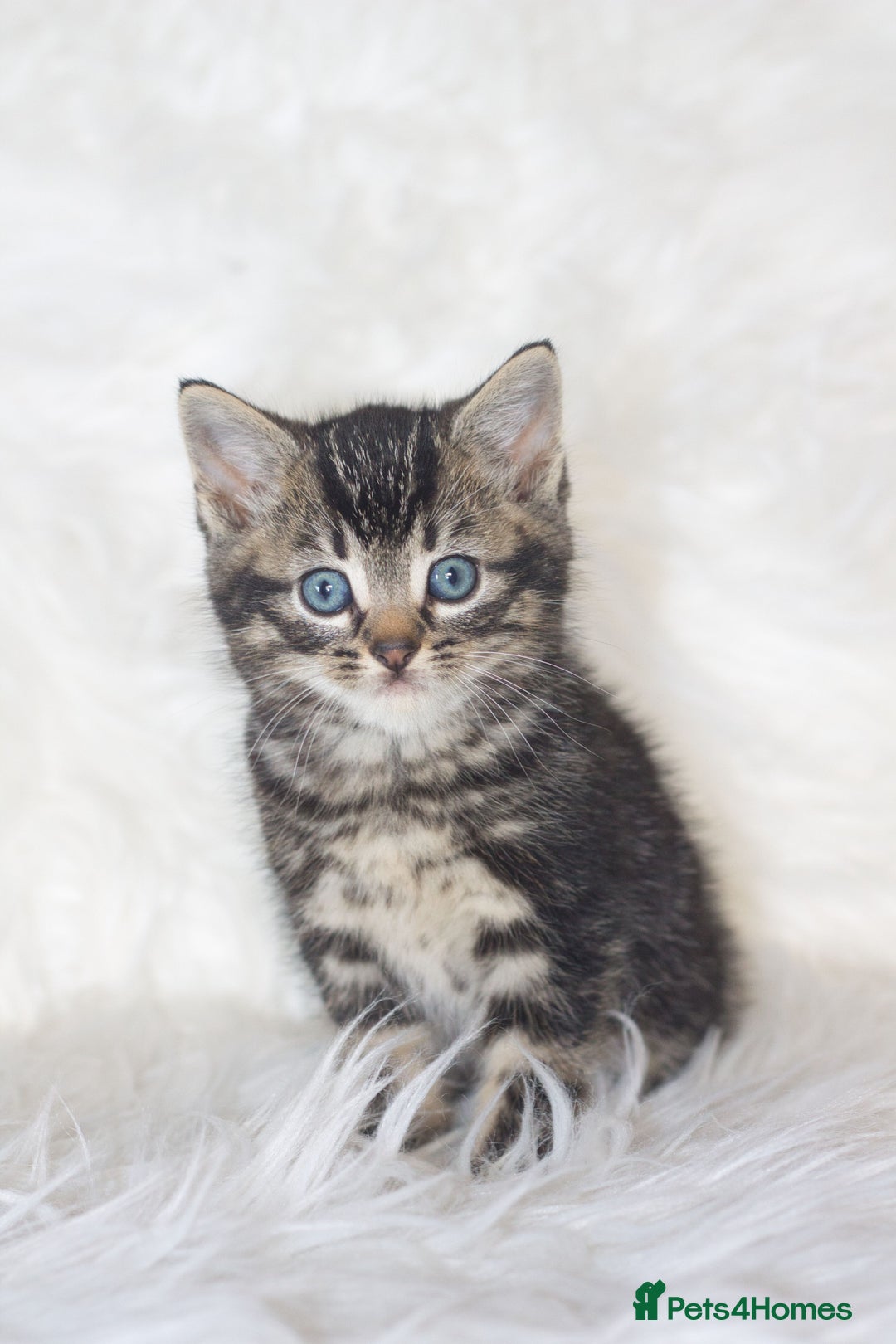 Mixed Breed cats for sale: 5 Happy Playful Kittens  - Advert 19