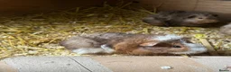 Guinea Pig rodents for sale: 🐹 Stunning Alpaca Guinea Pigs – 3 Male Brothers  - Advert 13