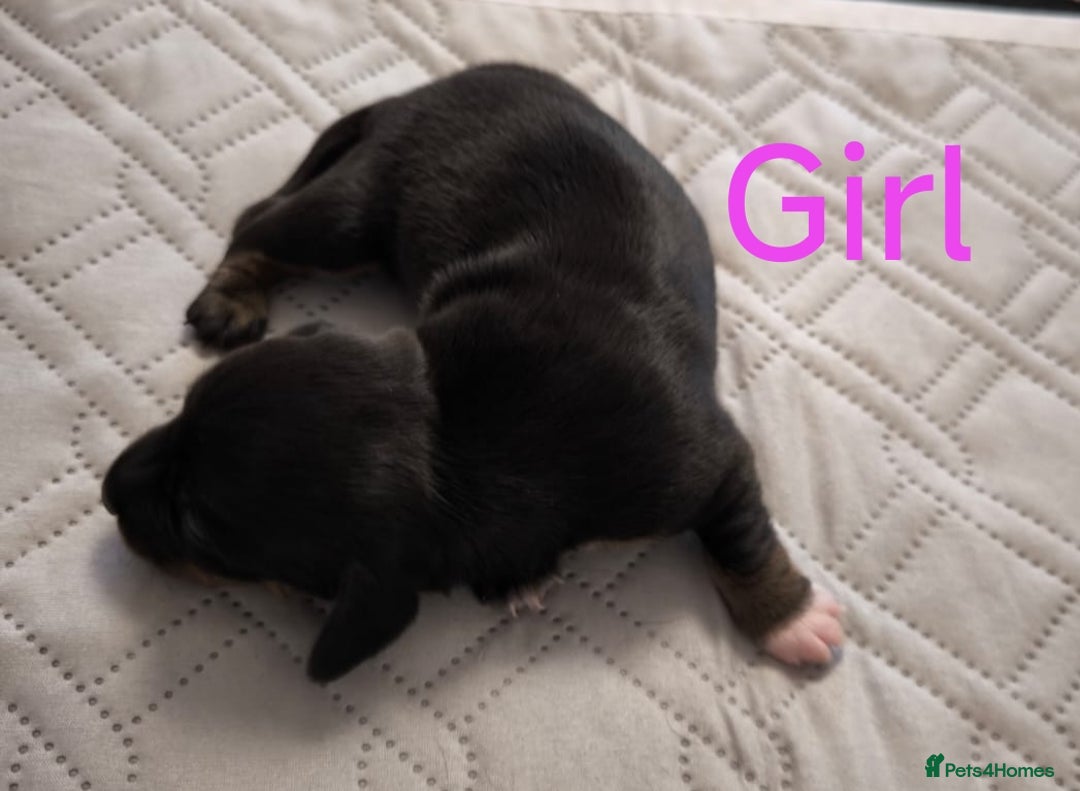 Dachshund dogs for sale: Miniature smooth hair dachshund  - Image 14