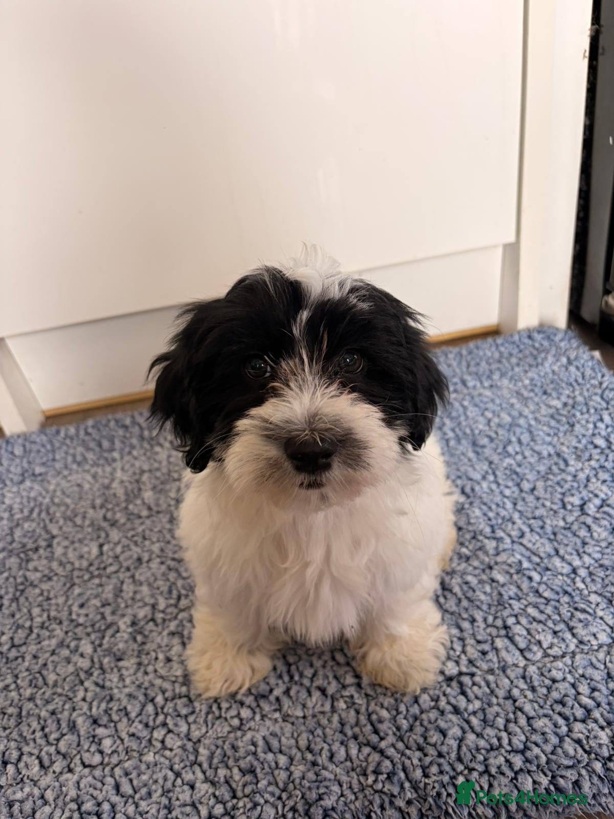 Havanese dogs 3 stunning K.C reg Havanese boy puppies - Advert 2