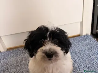 Havanese dogs 3 stunning K.C reg Havanese boy puppies - Advert 2