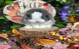Mini Lop rabbits for sale: 🌟PURE BRED PEDIGREE MINI LOPS🌟 - Image 11