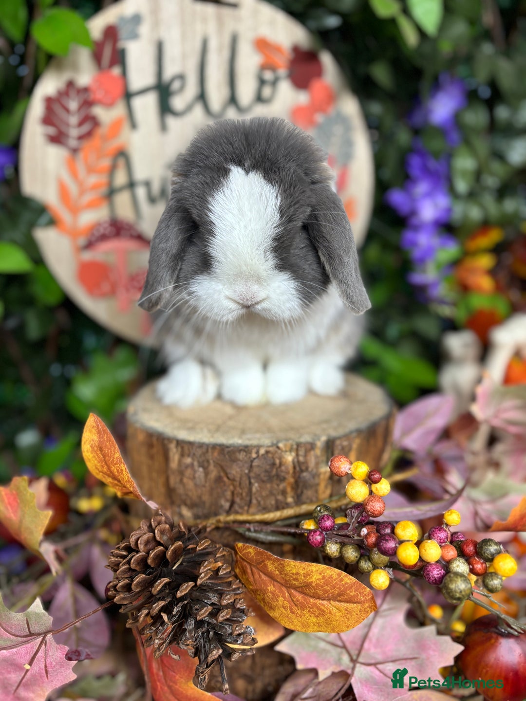 Mini Lop rabbits for sale: 🌟PURE BRED PEDIGREE MINI LOPS🌟 - Image 11