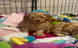 Maltipoo dogs for sale: 💖BEAUTIFUL LICENSED-BRED MALTIPOOS 💖 - Image 27