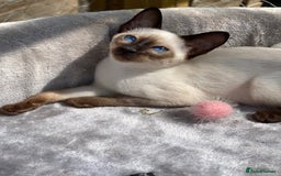 Siamese cats for sale: 😻 Top Quality All Colours Siamese Kittens.  - Image 1