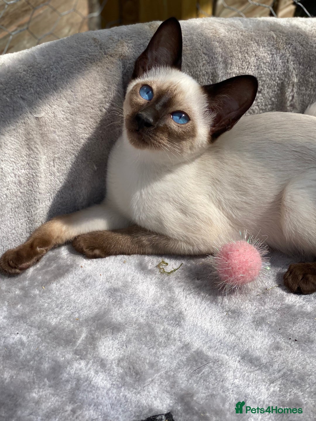 Siamese cats for sale: 😻 Top Quality All Colours Siamese Kittens.  - Image 1