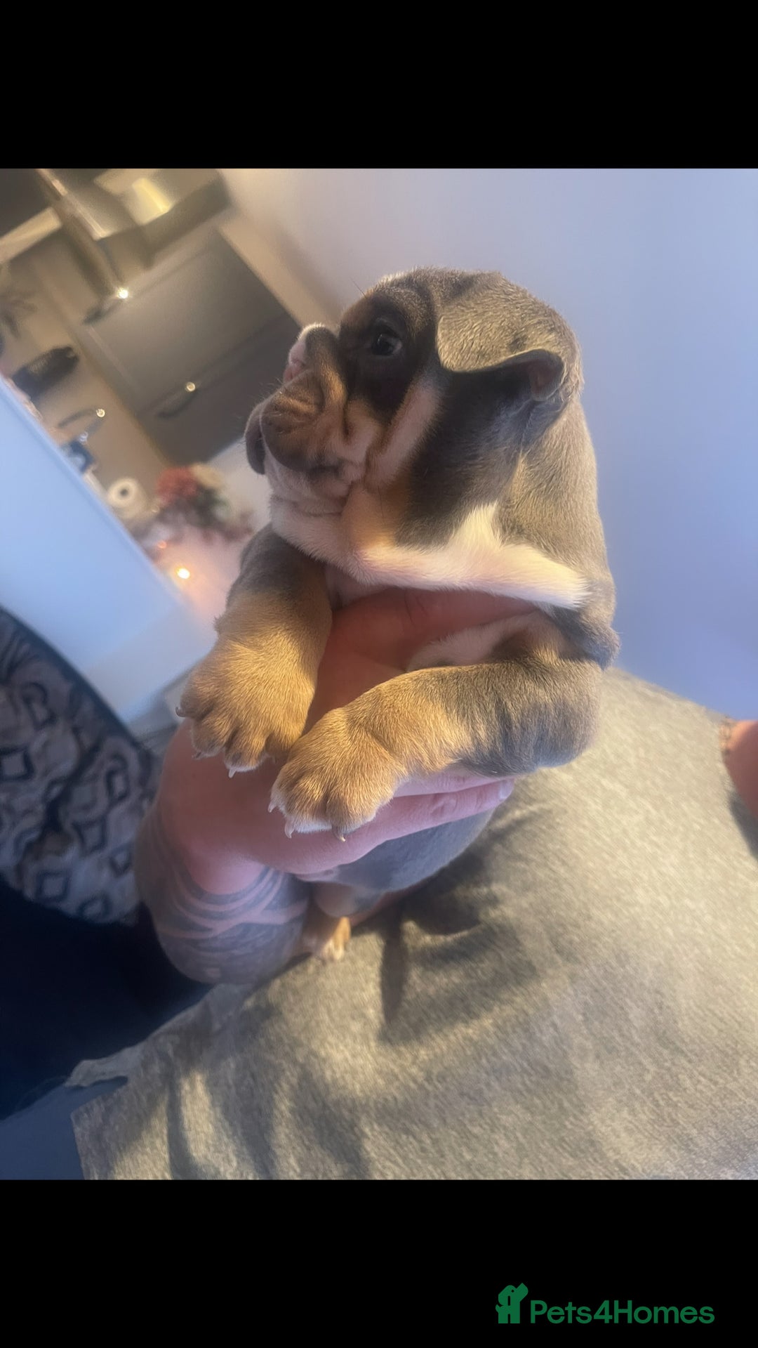English Bulldog dogs for sale: 10 Top quality English bulldog puppies for sale  - Image 7