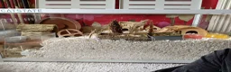 Hamster rodents for sale: Lovely hamster for a new home in Birmingham - Advert 2