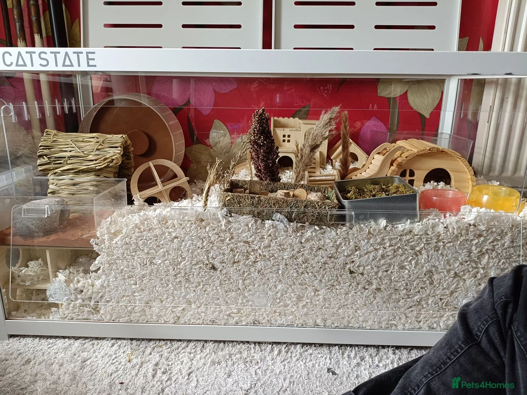 Hamster rodents for sale: Lovely hamster for a new home in Birmingham - Advert 2