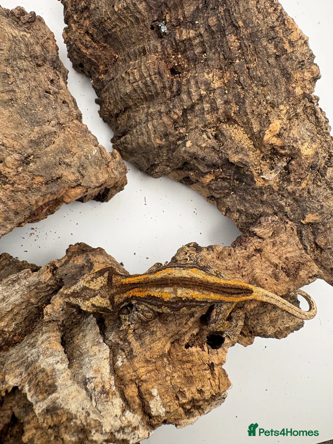 Gecko reptiles for sale: Baby gargoyle gecko mix morphs  - Advert 13