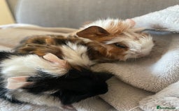 Guinea Pig rodents for sale: 3 baby guinea pigs - Image 2