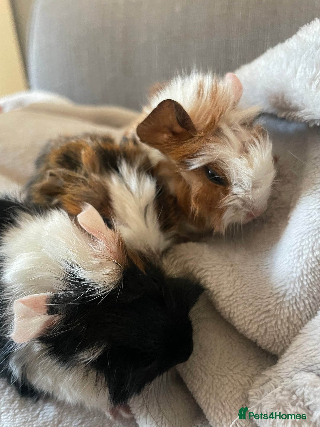 Guinea Pig rodents for sale: 3 baby guinea pigs - Image 2
