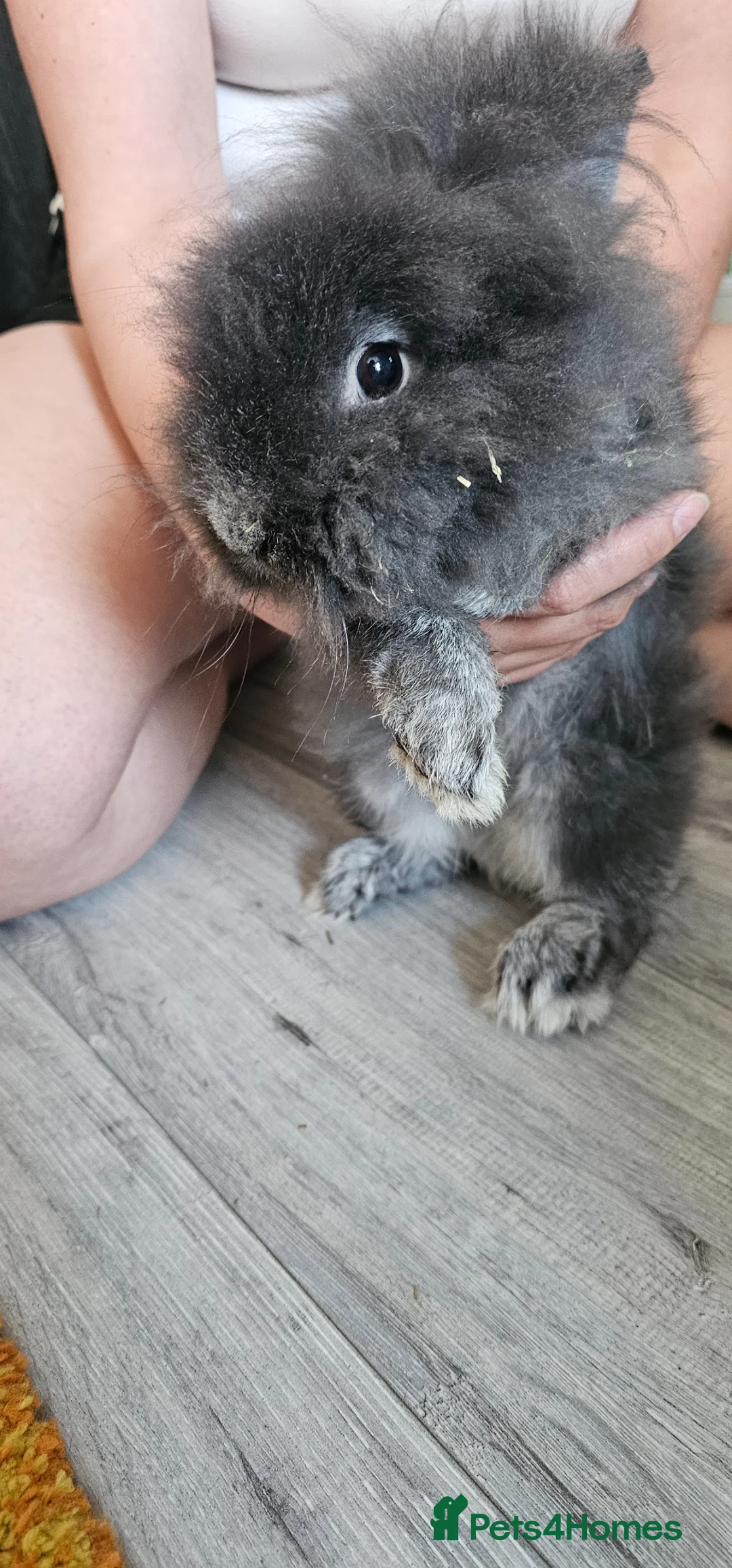 Lionhead rabbits for sale: Grey Lionhead Rabbit in Nottingham - Advert 5