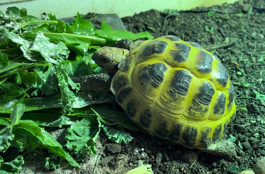 Tortoise reptiles for sale: Horsfield tortoise in Stockton-on-Tees - Advert 11