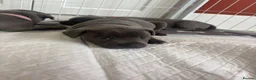 Staffordshire Bull Terrier dogs for sale: KC Registered Blue & Lilac Staffy Puppies 🐾 - Advert 11