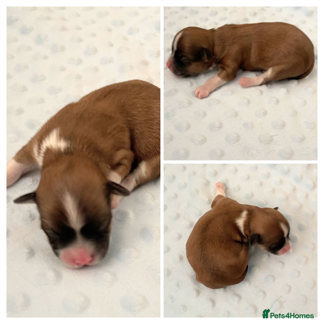 Havanese dogs for sale: Purebred KC Havanese puppies COI 0,2% - Image 8