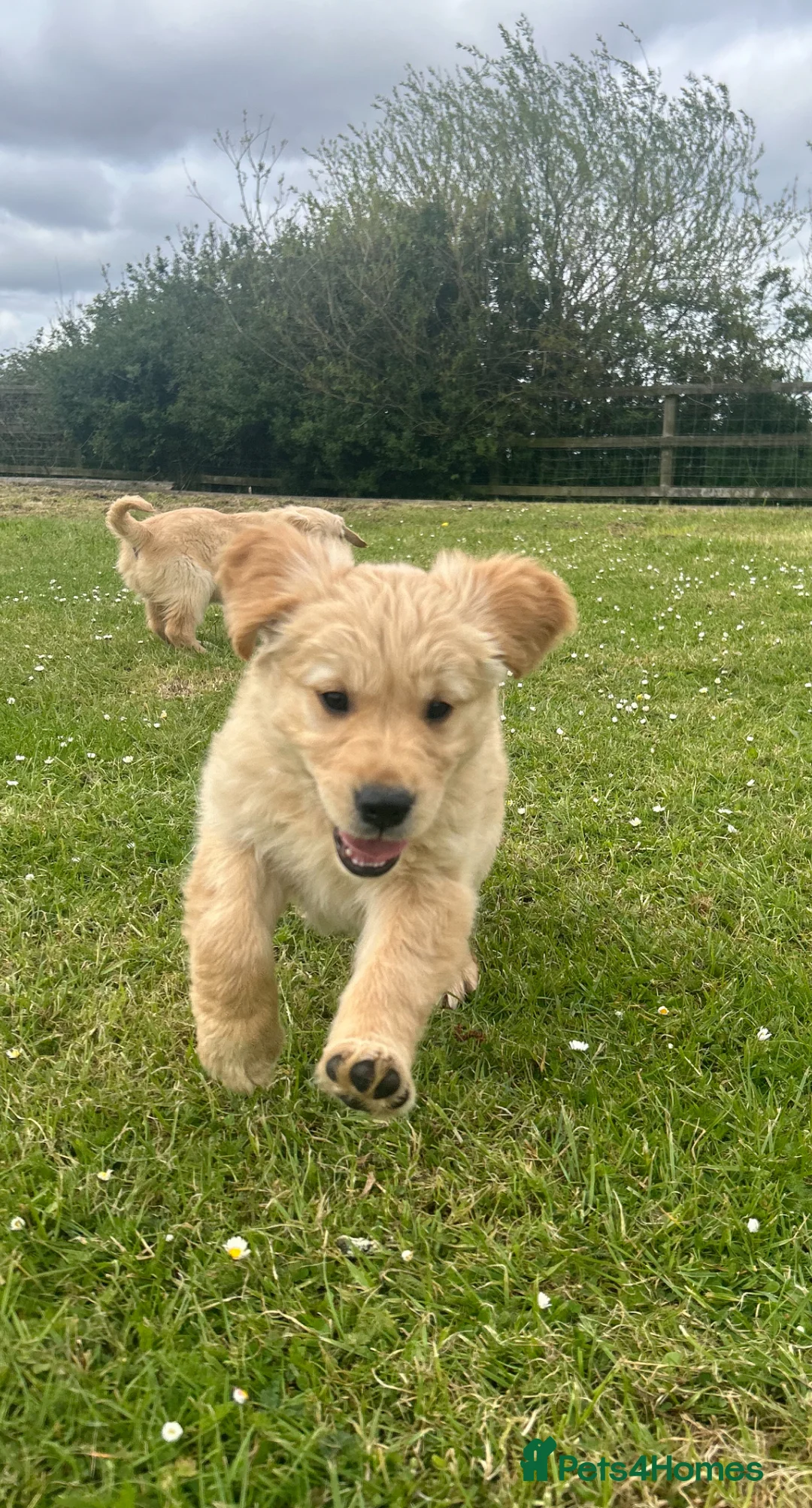 Golden Retriever dogs for sale:  Ready now Kc registered golden retriever puppies - Advert 2