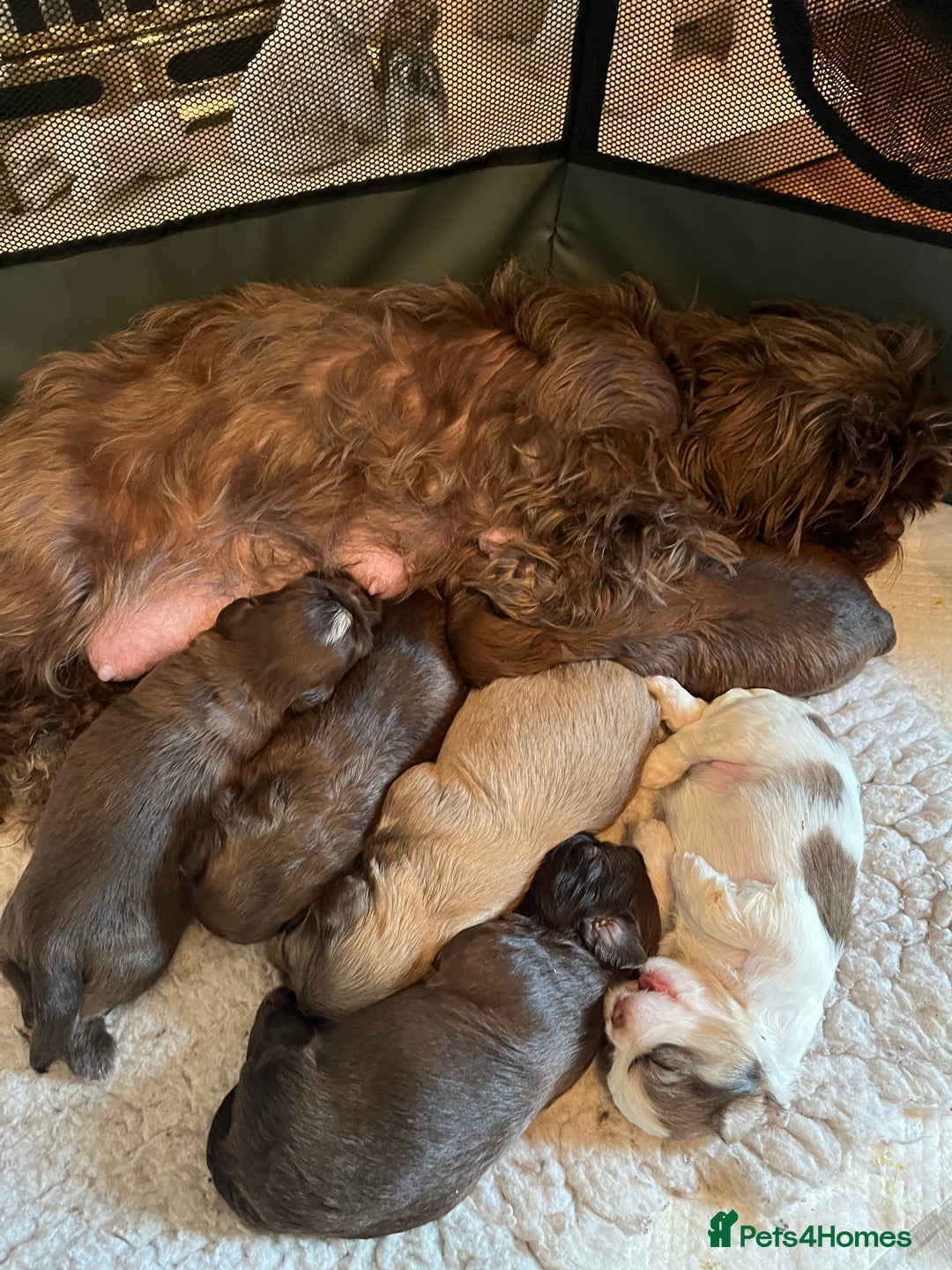 Shih Tzu dogs for sale: Adorable Shih Tzu puppies  - Image 13