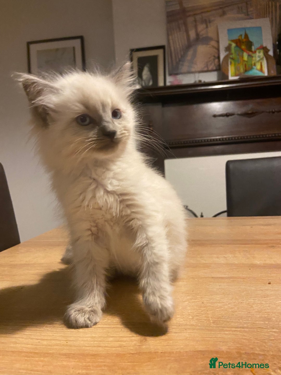 Ragdoll cats for sale: Ragdoll boy - Image 5