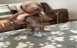 Dachshund dogs for sale: Beautiful dachshund pups  - Image 13