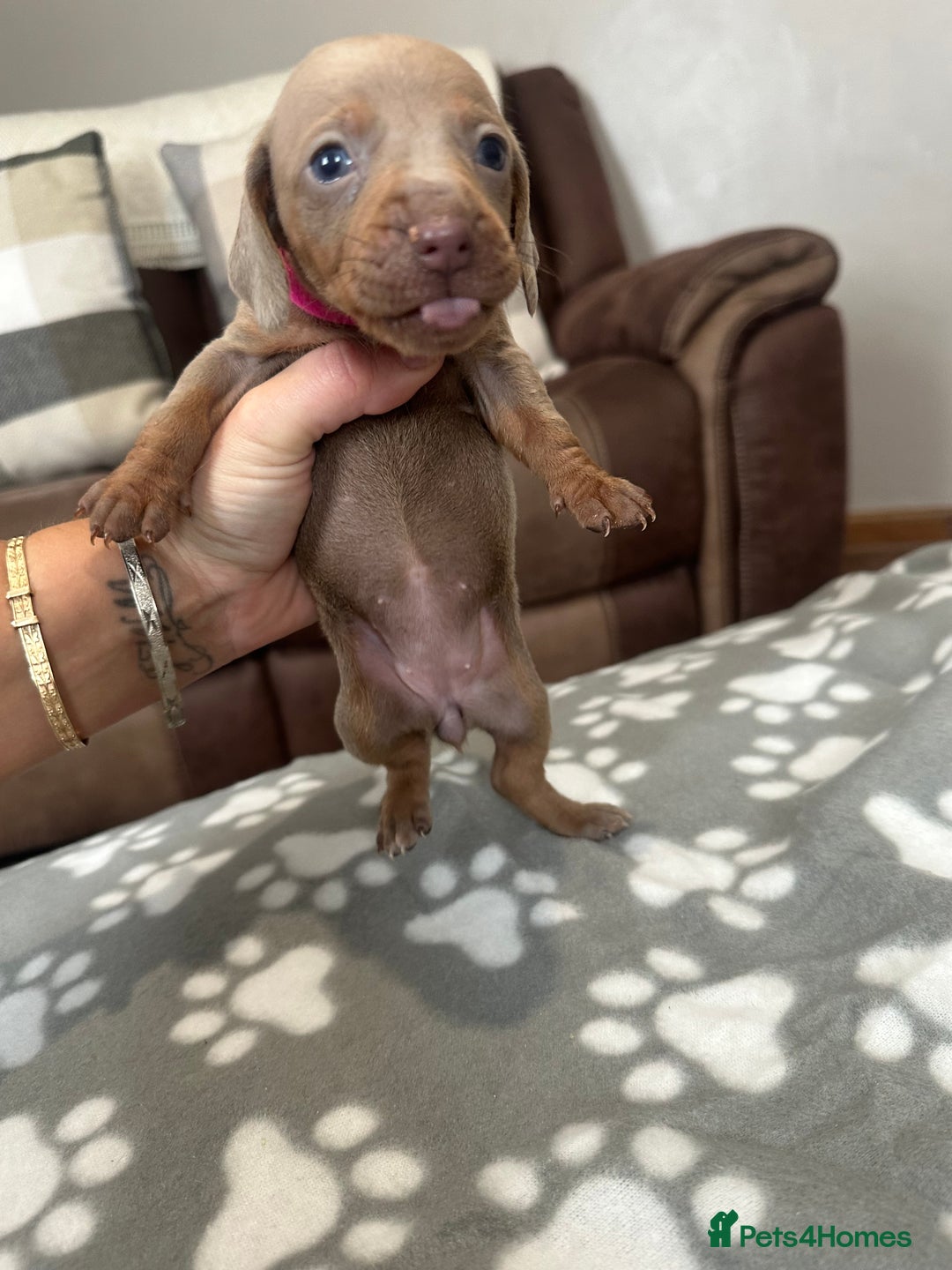 Dachshund dogs for sale: Beautiful dachshund pups  - Image 13