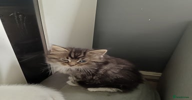 Mixed Breed cats - Advert 2