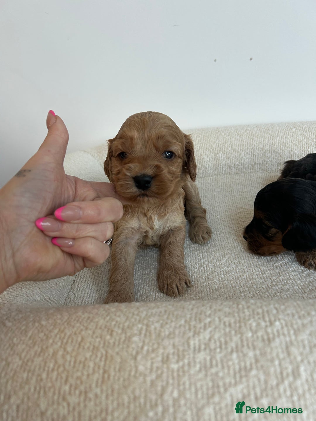 Cockapoo dogs for sale: Amazing mix of colours F1 Cockapoo pups - Image 23