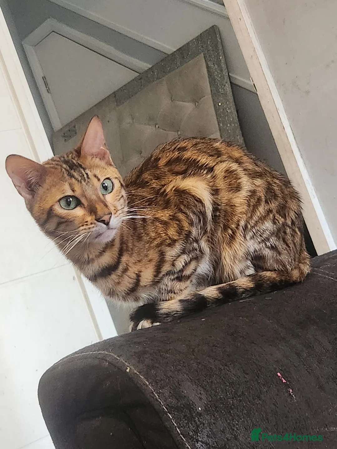 Bengal cats for sale: Indie the bengal boy - Advert 3