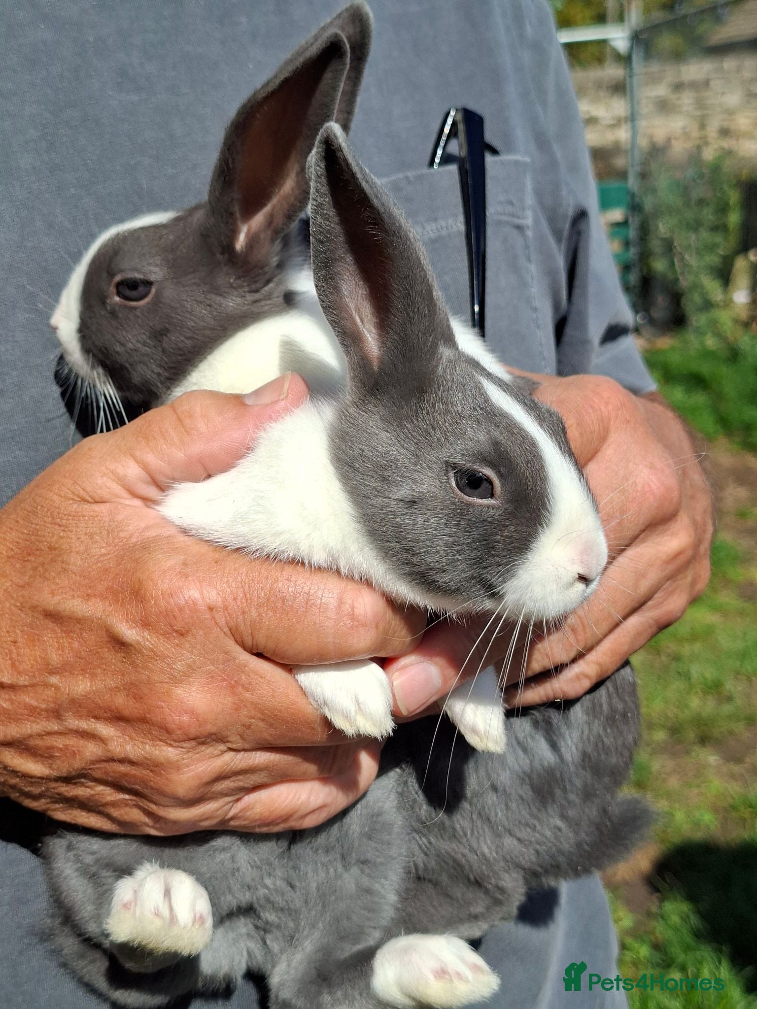 Dutch rabbits Dutch Rabbits (pair) - Advert 3