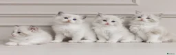 Ragdoll cats for sale: Best Ragdoll kittens - Advert 29