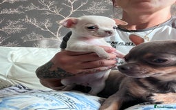 Chihuahua dogs for sale: Adorable apple head short coat chihuahua puppies.  - Image 9