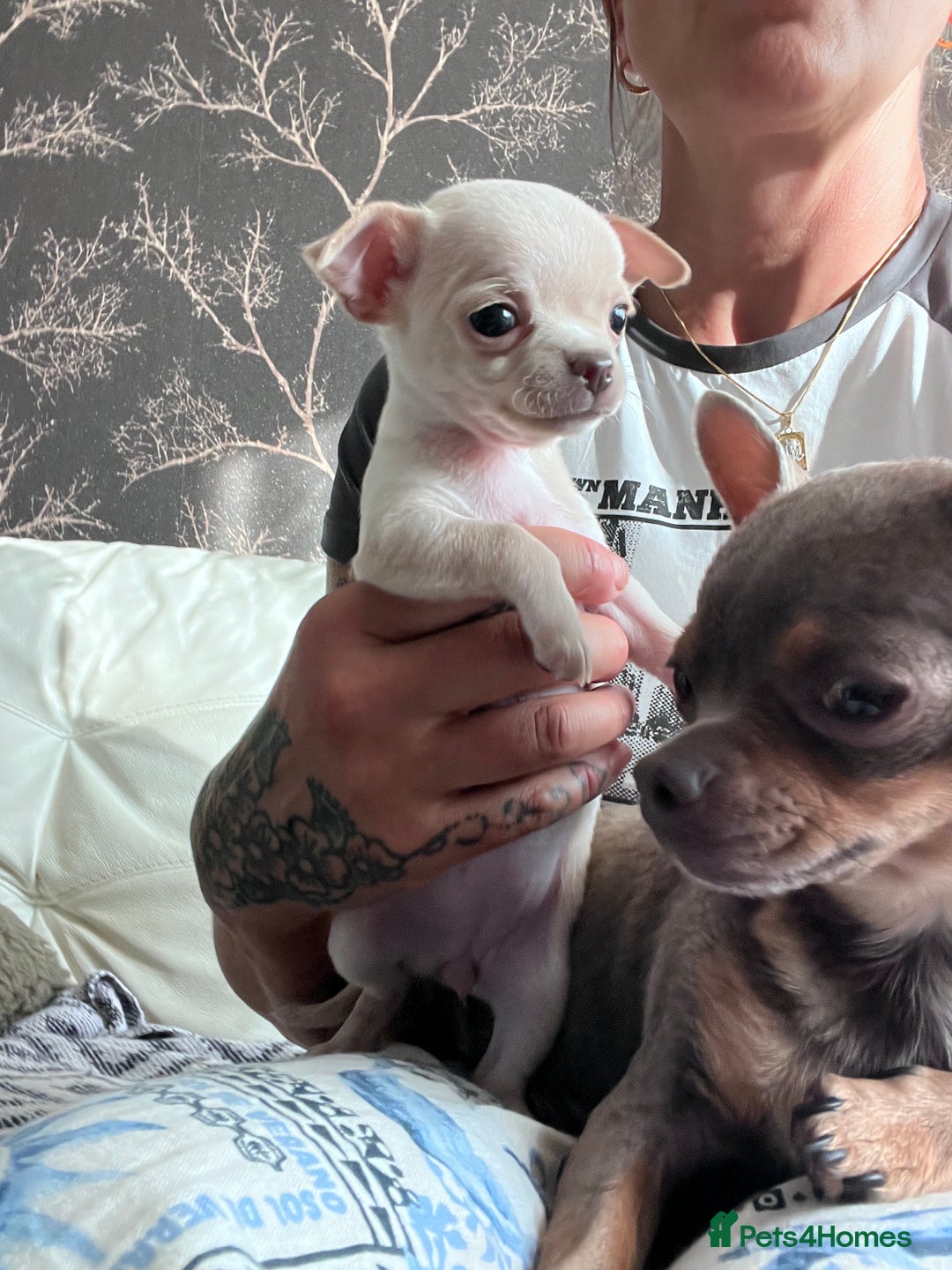 Chihuahua dogs for sale: Adorable apple head short coat chihuahua puppies.  - Image 9