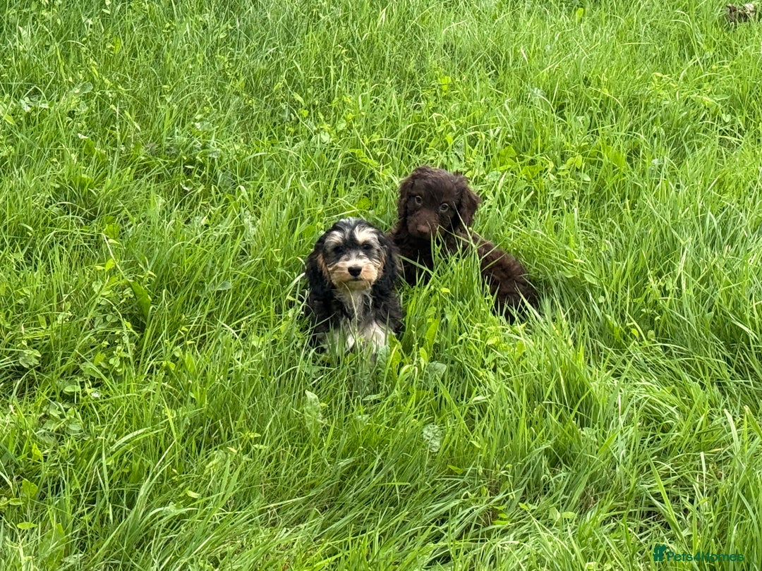 Cockapoo dogs for sale: Ready now F1 show type cocker spaniel  - Image 4
