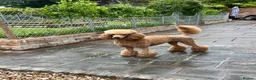Standard Poodle dogs for sale: Exceptional Standard Poodle Puppies  - Advert 12