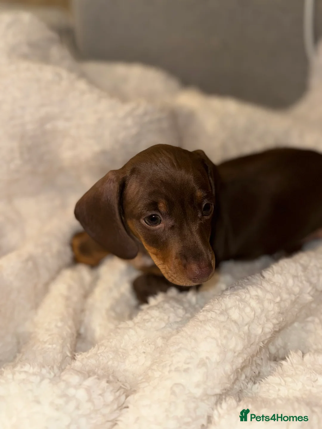 Miniature Dachshund dogs for sale: Miniature dachshund little girl brown and tan  - Advert 15