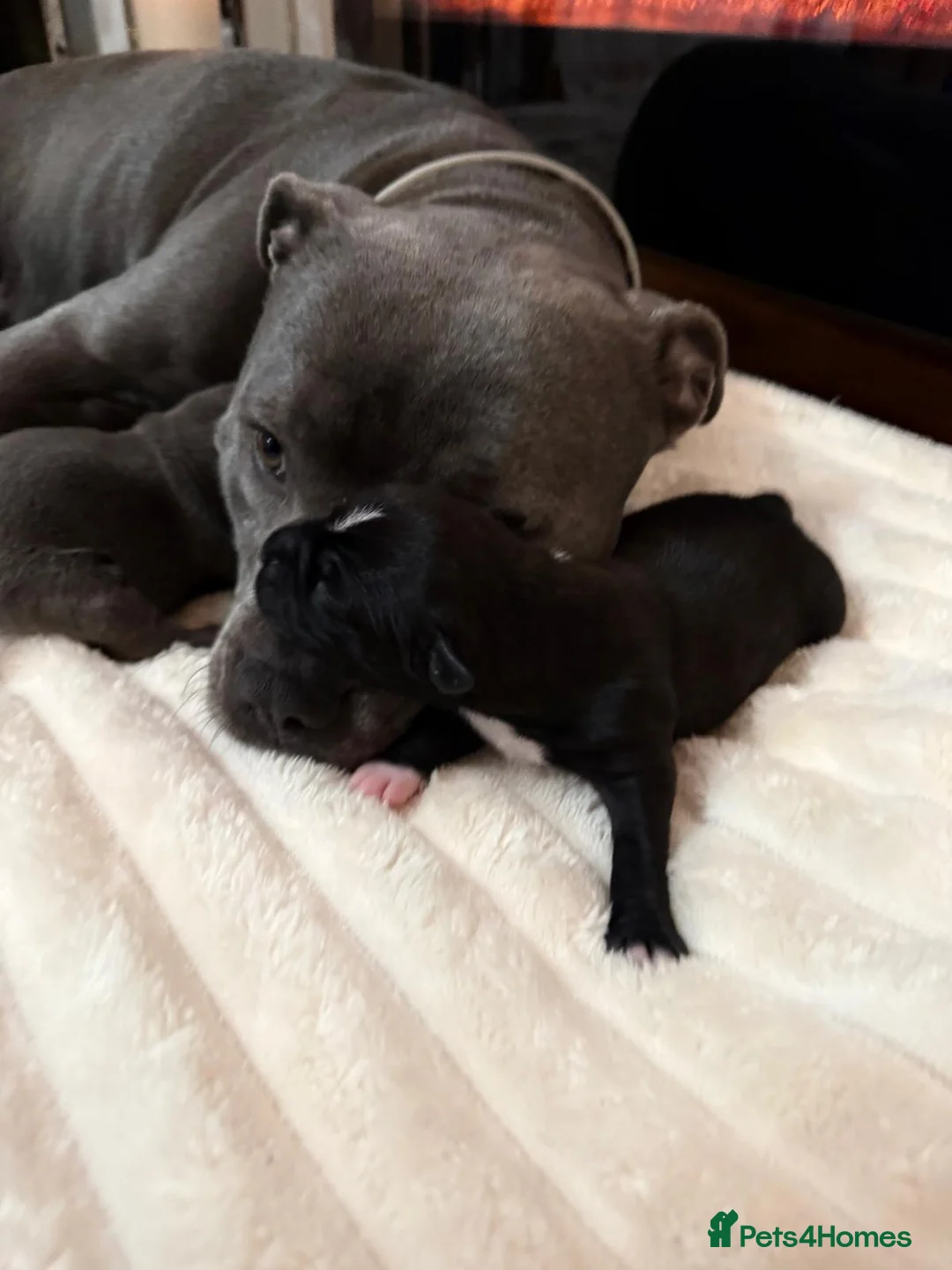 Staffordshire Bull Terrier dogs for sale: KC REGISTERED Staffordshire-bull-terrier Puppies  - Advert 12