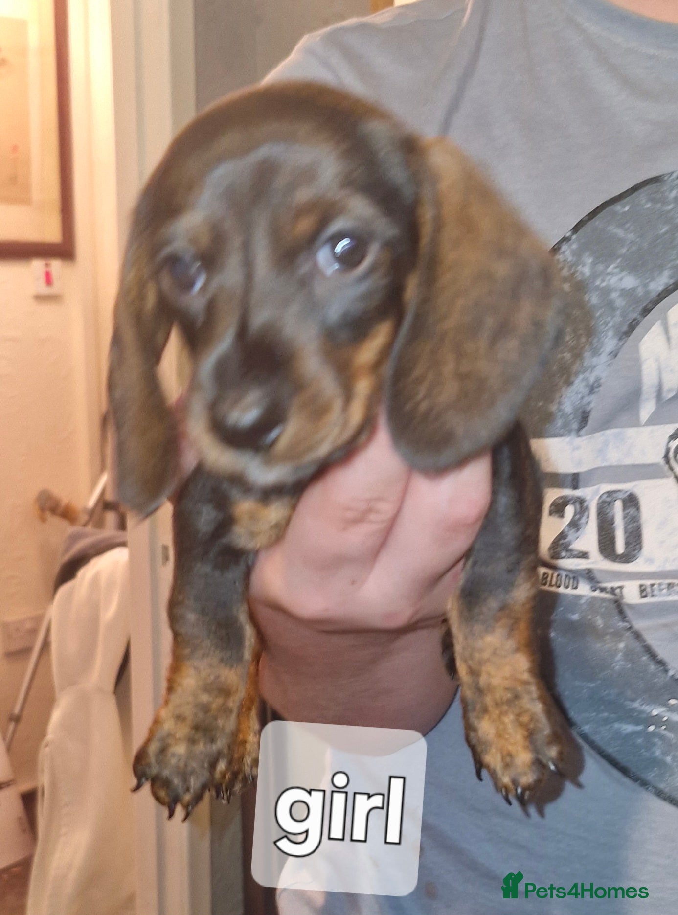 Dachshund dogs Miniature dachshunds  - Advert 5