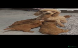 Cavapoo dogs for sale: CAVAPOO F1 puppies  - Image 10