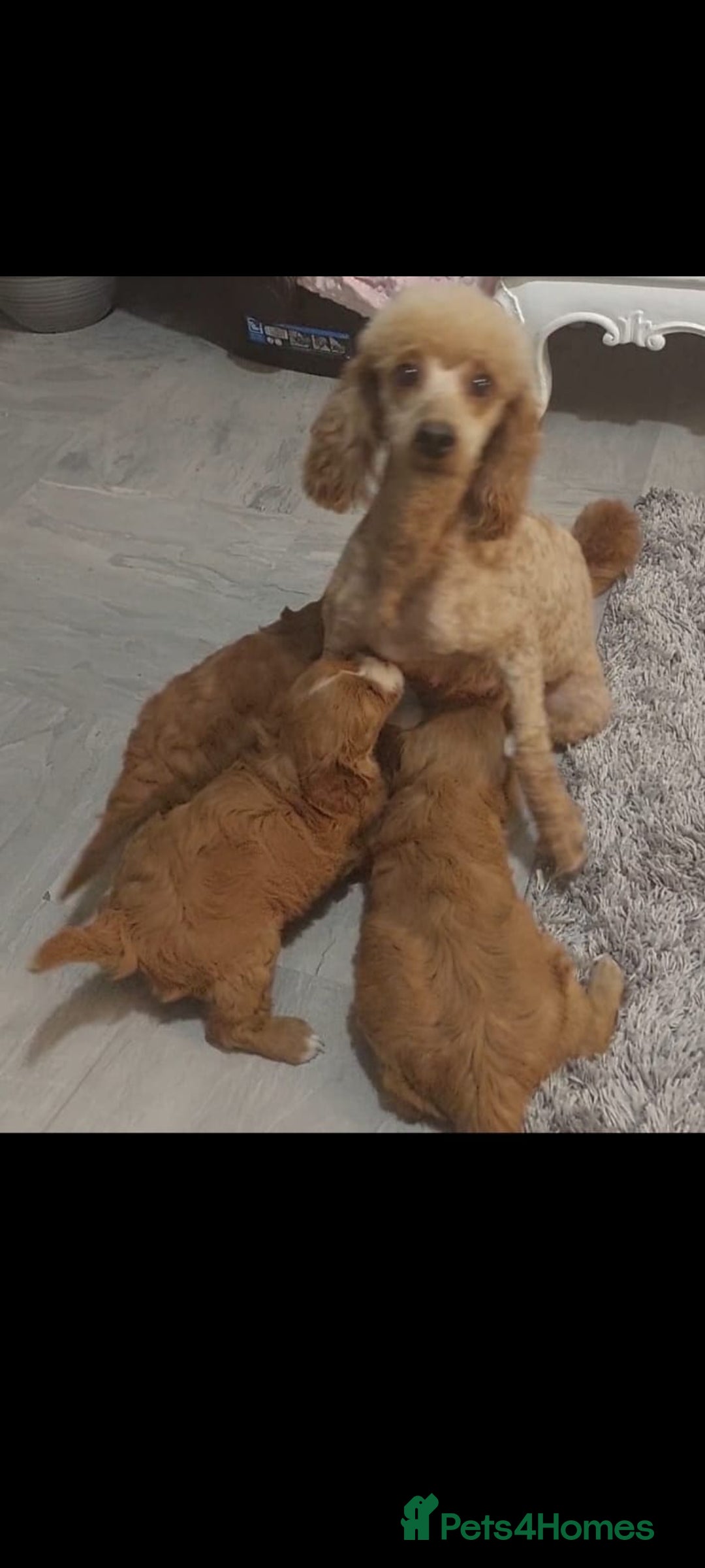 Cavapoo dogs for sale: CAVAPOO F1 puppies  - Image 10