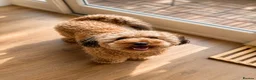 Cockapoo dogs for sale: Special Home Required for a Special Girl - Advert 2