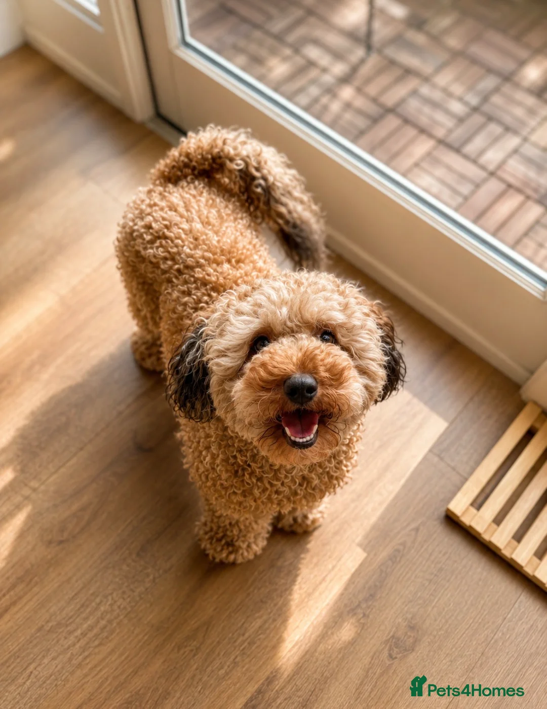 Cockapoo dogs for sale: Special Home Required for a Special Girl - Advert 2