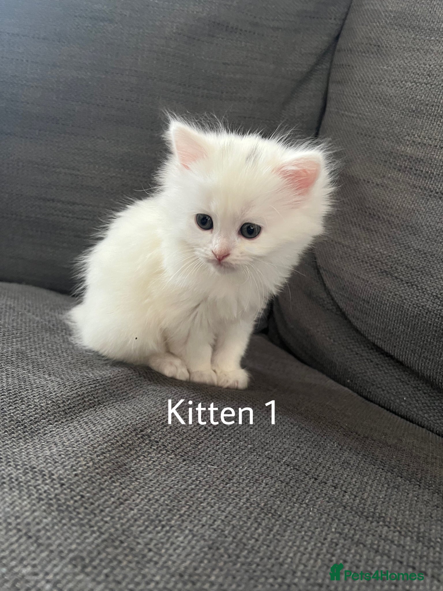 Turkish Angora cats 3 Gorgeous Turkish Angora Kittens for sale! - Advert 2