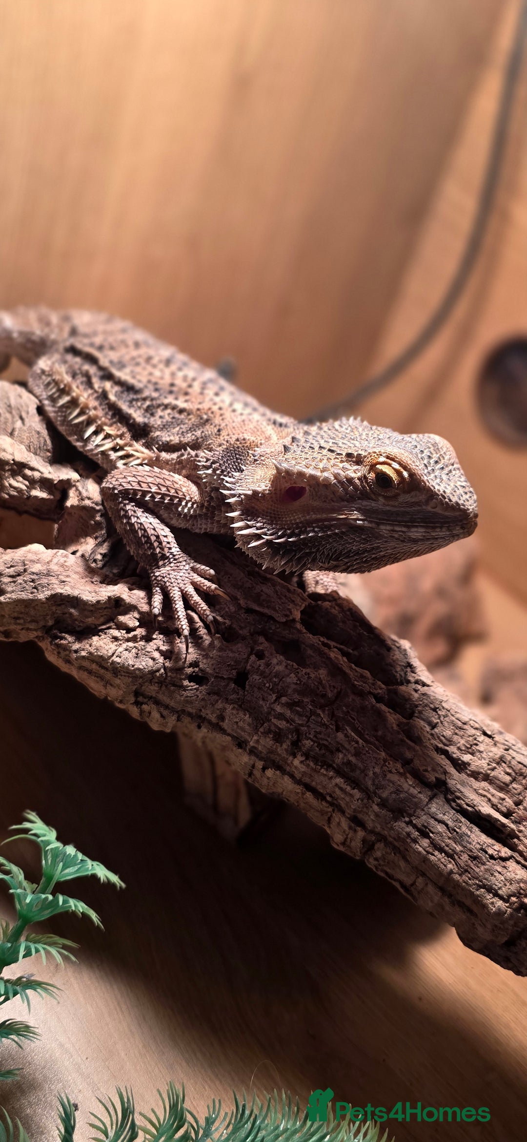 Bearded Dragon reptiles for sale: Travis the Bearded Dragon plus setup  - Image 4