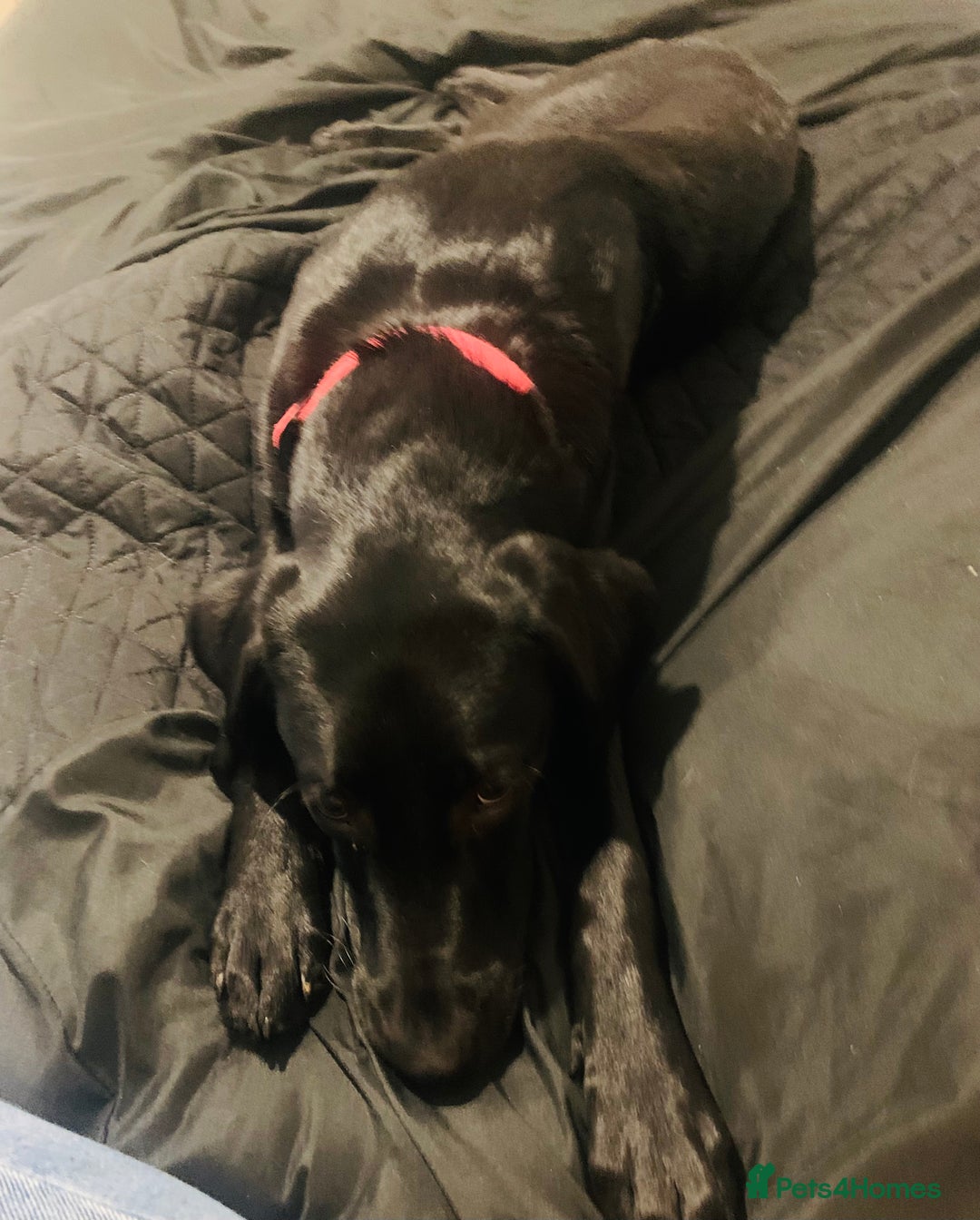 Labrador Retriever dogs for sale: Lovely Labrador retriever  - Advert 3