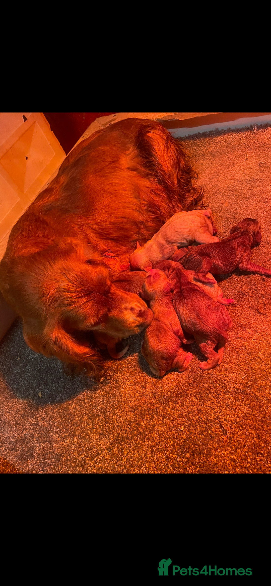Cocker Spaniel dogs for sale: Cocker Spaniel Puppies - Advert 2