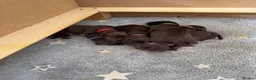 Cocker Spaniel dogs for sale: Stunning working cocker spaniels puppies  - Advert 4
