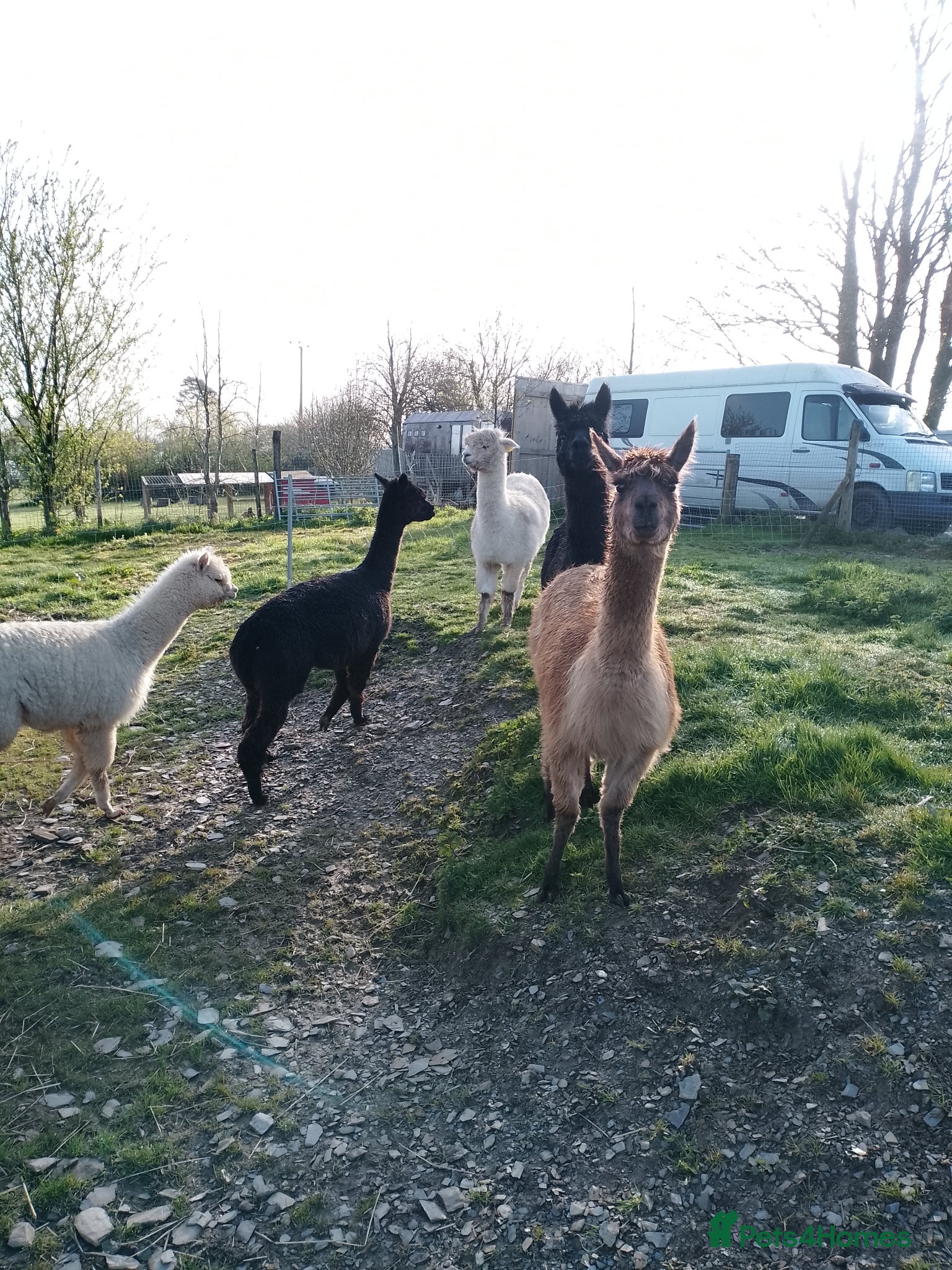 Alpaca livestock adult females and weanling males for sale - Advert 17